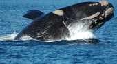 Las ballenas en el sur Argentino