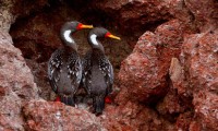 Cormoranes: una gran familia de aves en la Ría Deseado