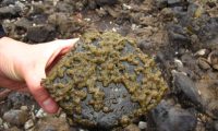Invasión de Didymo en Santa Cruz: el alga que destruye los ecosistemas