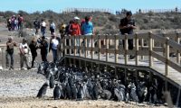 Punta Tombo será alimentada sólo con energía solar la próxima temporada