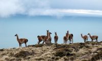 ¿Son los guanacos los responsables del sobrepastoreo en Patagonia?