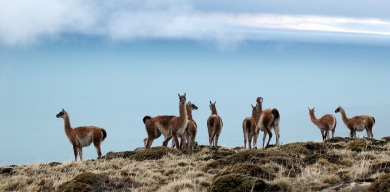 ¿Son los guanacos los responsables del sobrepastoreo en Patagonia?