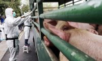 Una nueva cepa de gripe porcina con el potencial de convertirse en pandemia