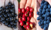 Frutos silvestres de la Patagonia