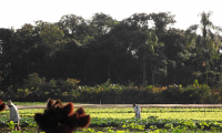 Agroecología para salvar el planeta