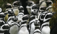 Los pingüinos de Magallanes en Punta Tombo: ¿Qué pasó realmente?